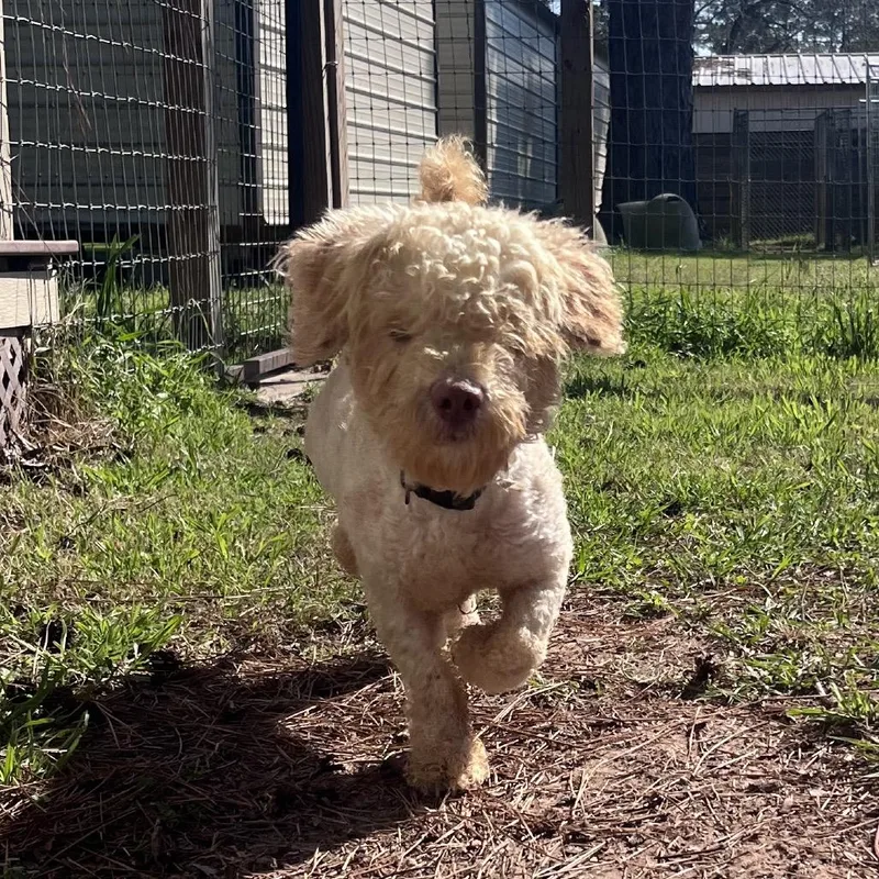 Michael Myers thumbnail 6