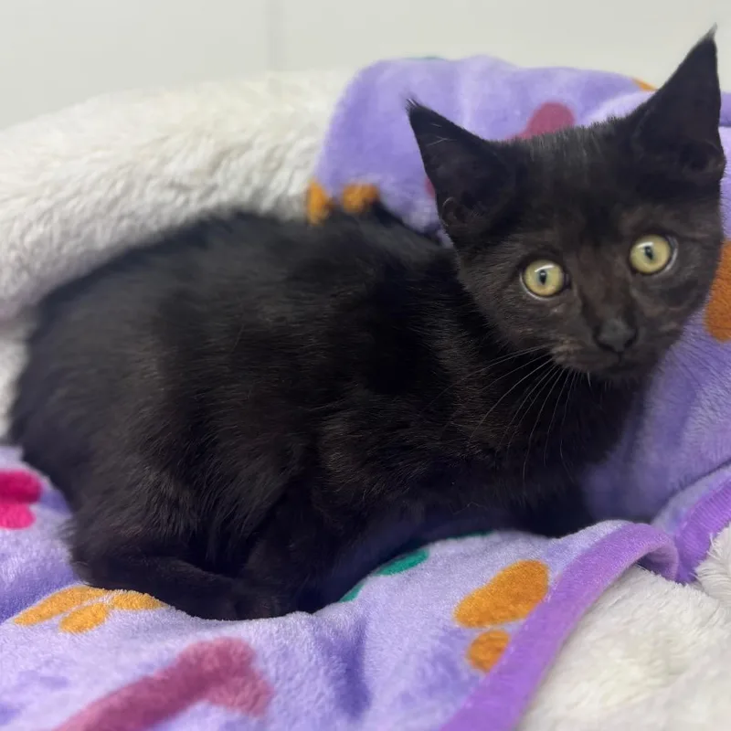 A baby small-sized female Black Domestic Short Hair cat named Maureen for adoption in Marshalltown, IA