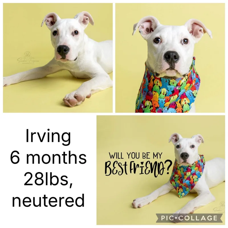 A young medium-sized male Pit Bull Terrier dog named Irving for adoption in Carmel, NY