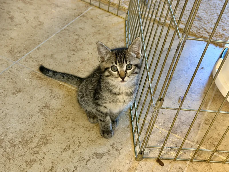 A baby medium-sized male Domestic Short Hair cat named Tommy for adoption in Gilroy, CA