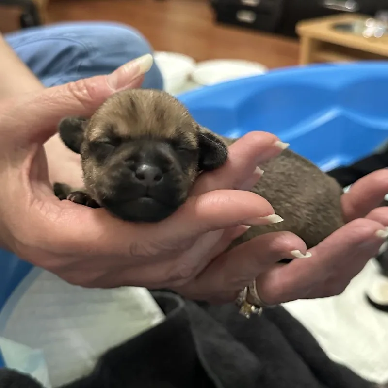 A baby small-sized female Brindle Chihuahua dog named Zsa' Zsa' C for adoption in Oklahoma City, OK