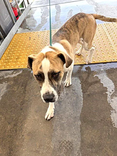A baby medium-sized female Apricot / Beige Shepherd dog named Angel URGENT for adoption in Thousand Oaks, CA