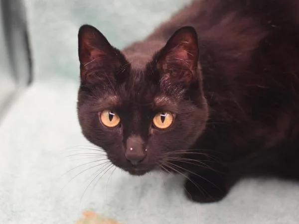 An adult small-sized female Domestic Short Hair cat named Sophie for adoption in Portland, OR