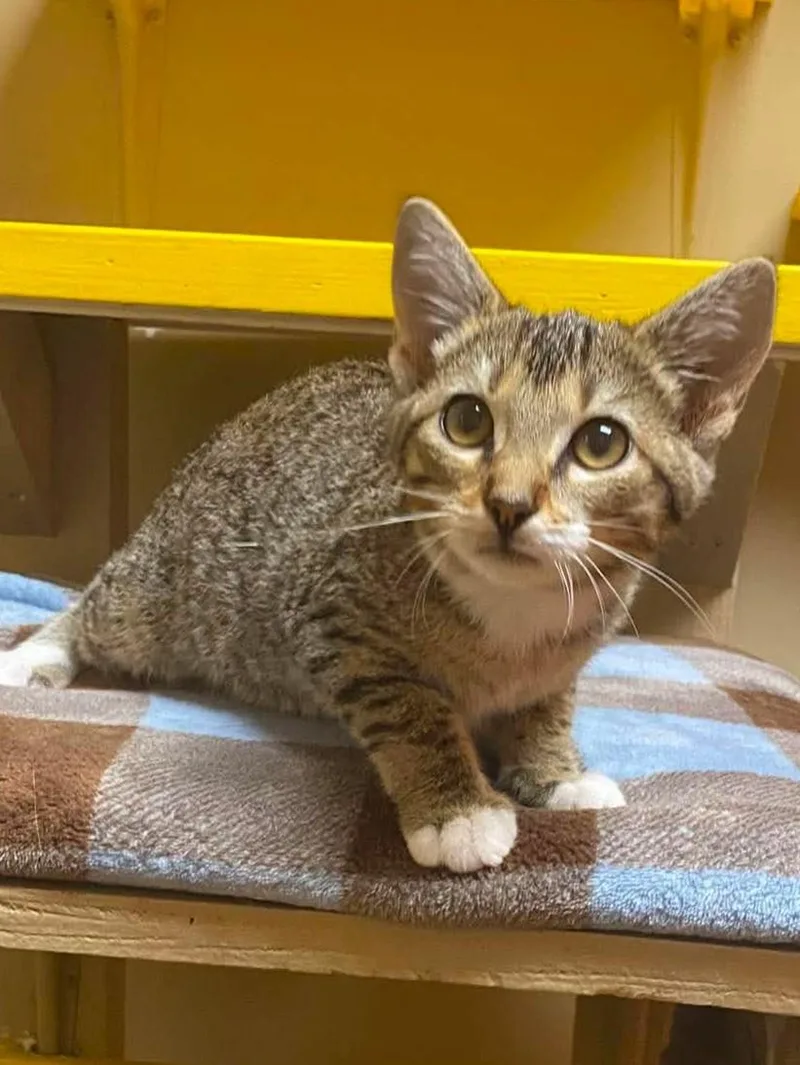 A baby medium-sized female Tabby (Brown / Chocolate) Domestic Short Hair cat named Tiana for adoption in Maryville, MO