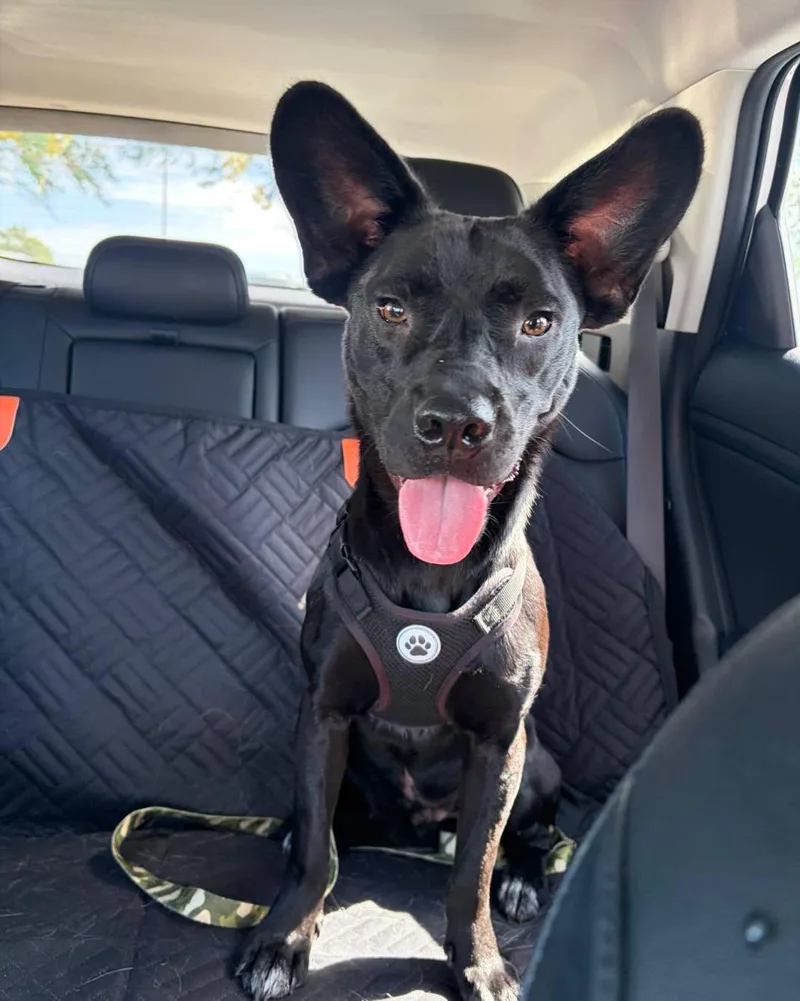 A young medium-sized male Black Australian Kelpie dog named Roo for adoption in Lincoln, NE