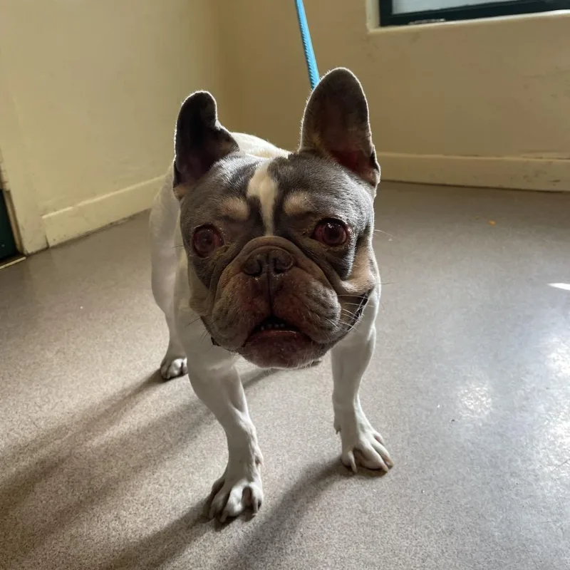 An adult medium-sized male White / Cream French Bulldog dog named Crazy Frog for adoption in Pasadena, CA