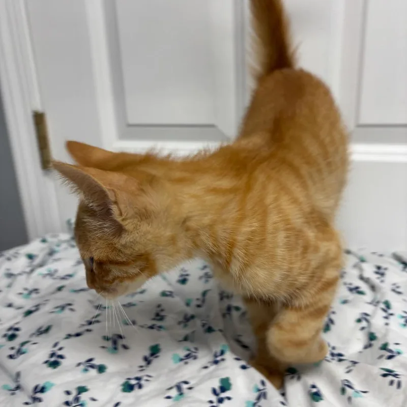 A baby small-sized male Orange / Red Domestic Short Hair cat named Crush for adoption in Granville, OH