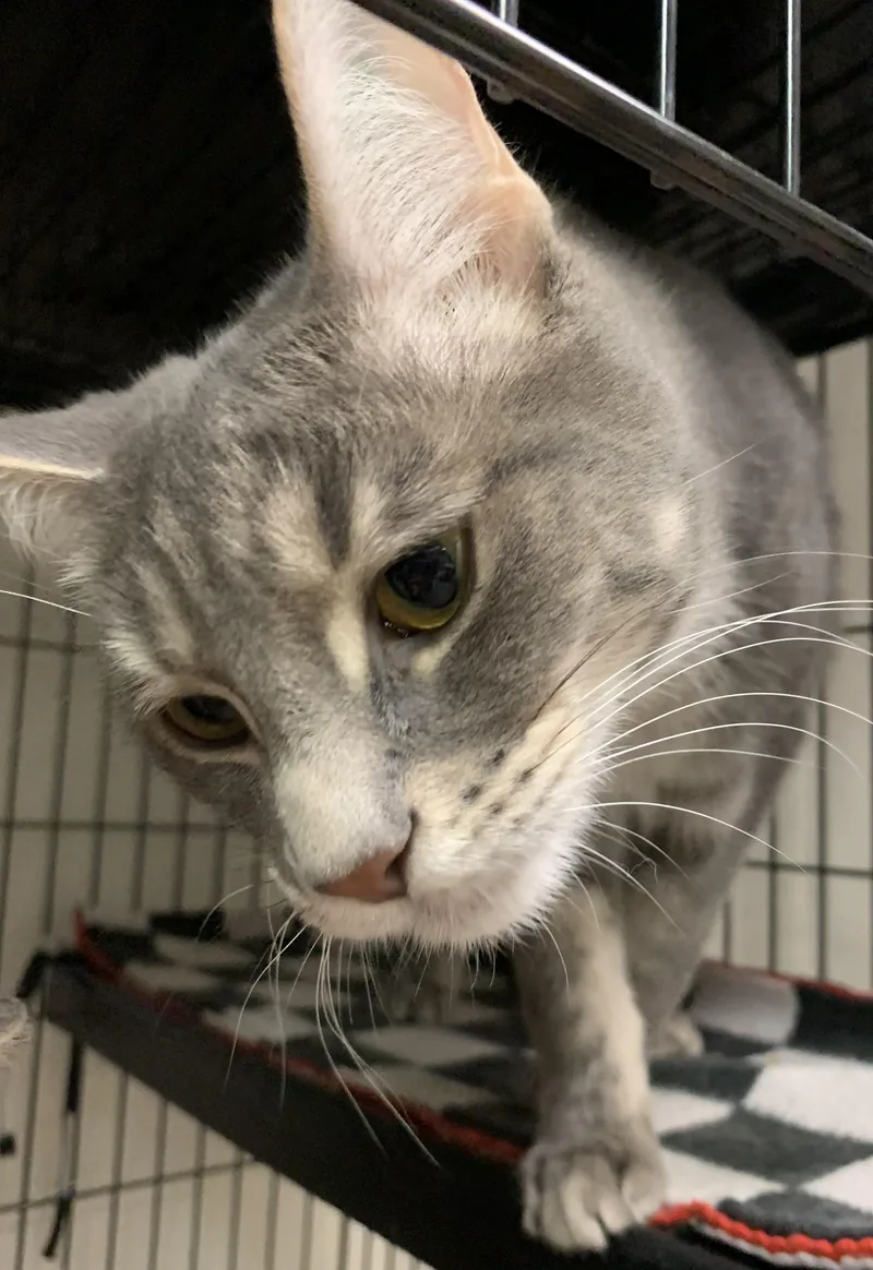 An adult medium-sized male Tabby (Gray / Blue / Silver) Domestic Short Hair cat named Woody for adoption in Milwaukee, WI