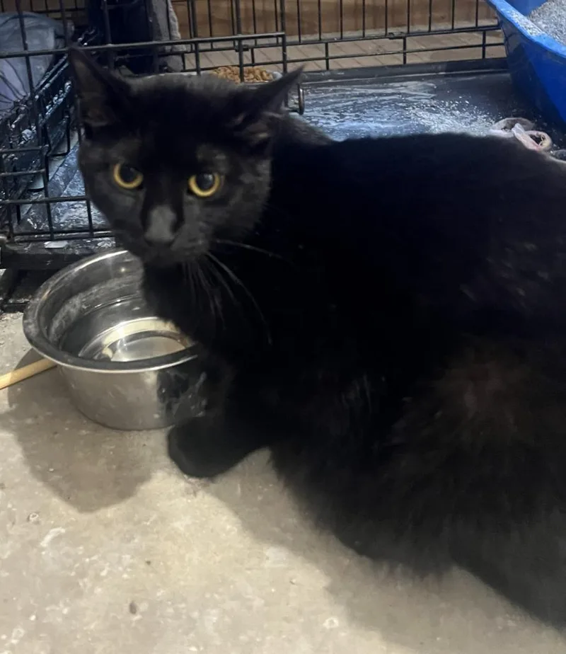 A young medium-sized female Domestic Short Hair cat named Lily for adoption in St. Cloud, MN