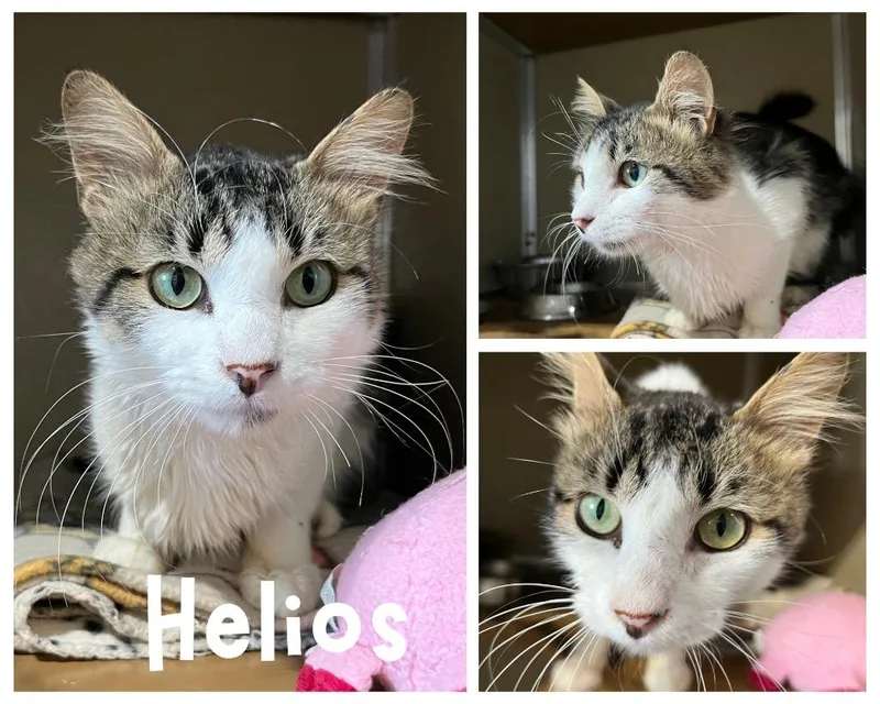 An adult medium-sized male Domestic Short Hair cat named Helios for adoption in Pierceton, IN