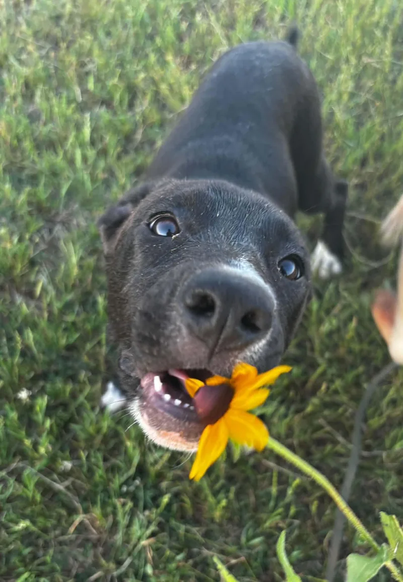 A young medium-sized female Mixed Breed dog named Princess for adoption in Okemah, OK