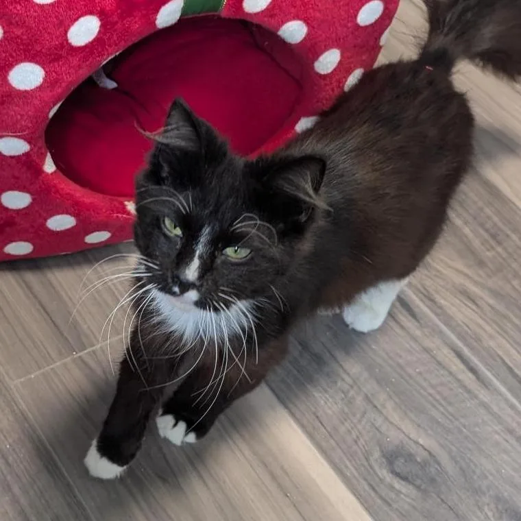 An adult medium-sized male Black Domestic Long Hair cat named CocaCola for adoption in Freeport, FL