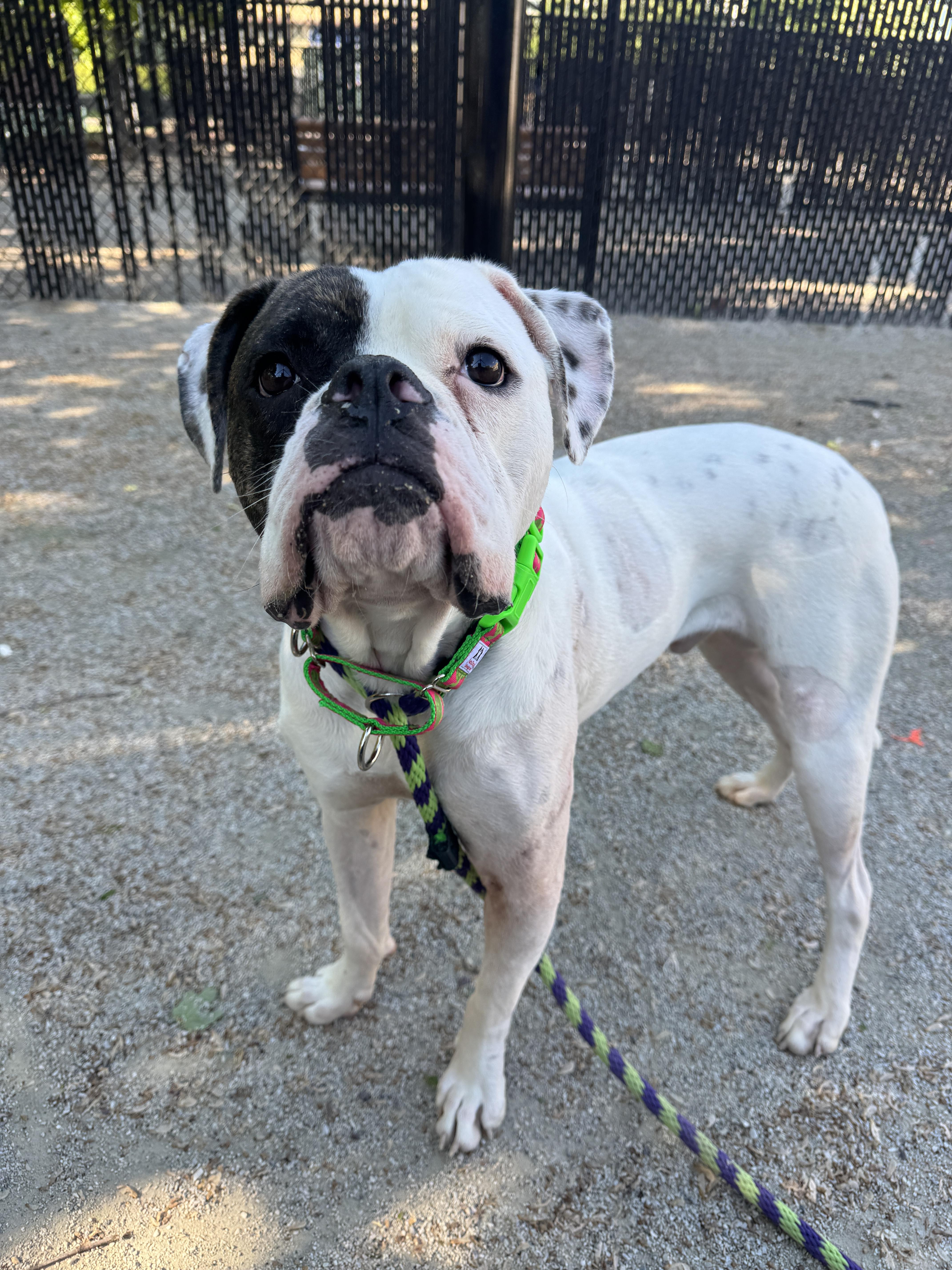 An adult large-sized male American Bulldog dog named Omicron for adoption in Philadelphia, PA