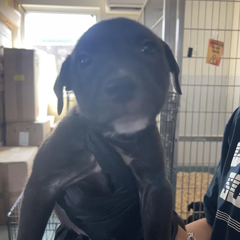 A baby small-sized male Black Terrier dog named Kansas for adoption in Corpus Christi, TX