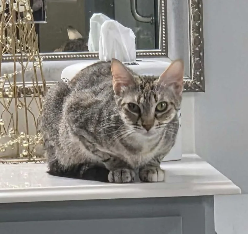 An adult medium-sized female Tabby (Brown / Chocolate) Domestic Short Hair cat named Brita for adoption in Tyler, TX