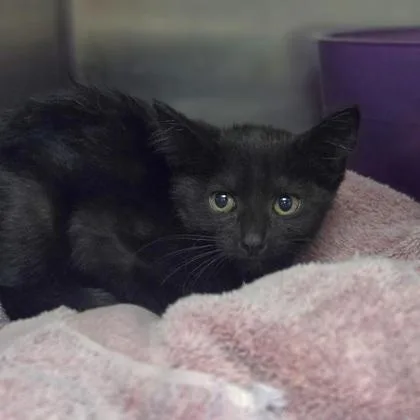 A baby small-sized female Domestic Short Hair cat named Sugar Glider for adoption in Westland, MI