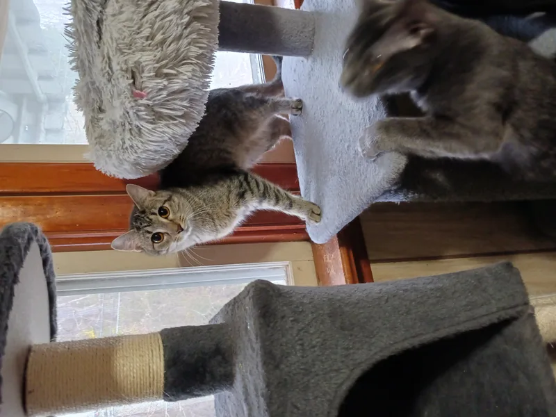 Partridge thumbnail 2