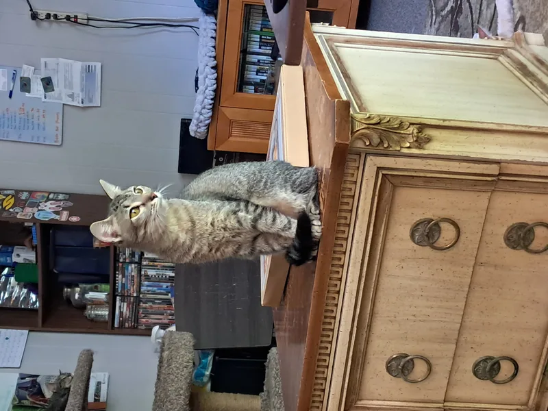 Partridge thumbnail 3