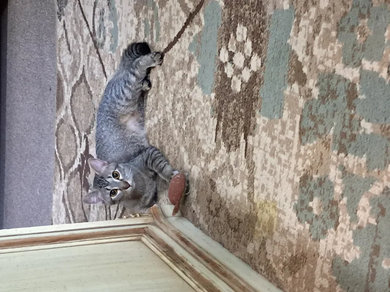 Partridge thumbnail 4