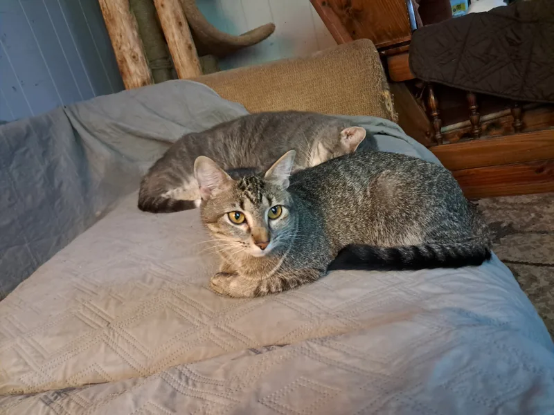 Partridge thumbnail 5