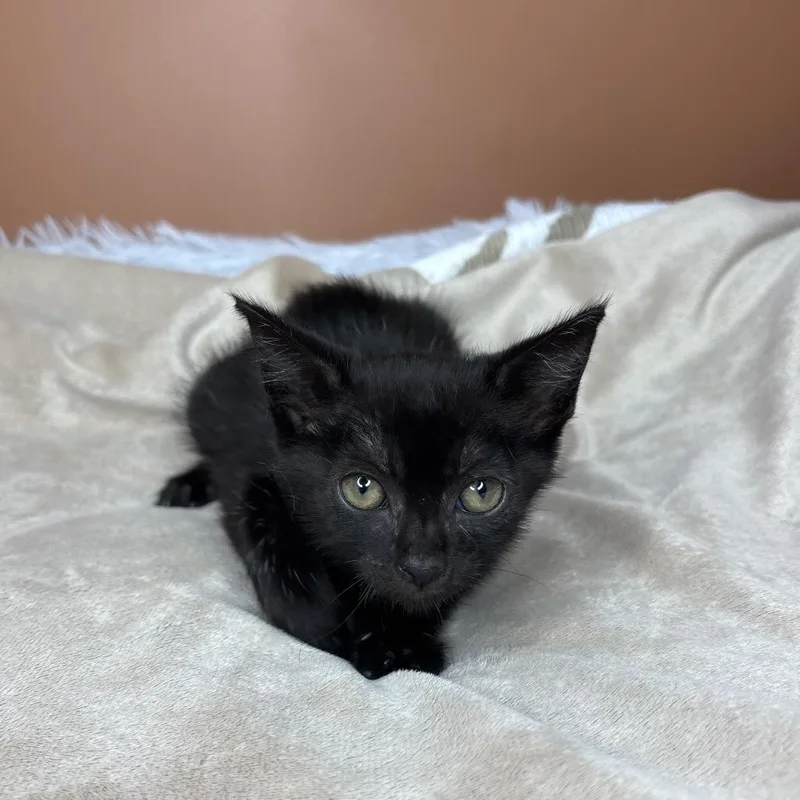 A baby small-sized female Black Domestic Short Hair cat named RC Cola for adoption in San Antonio, TX