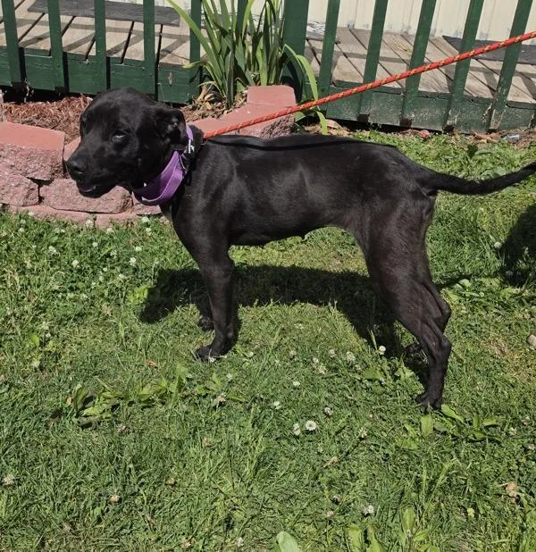 An adult medium-sized female Labrador Retriever dog named Stockard for adoption in Cleveland, TN