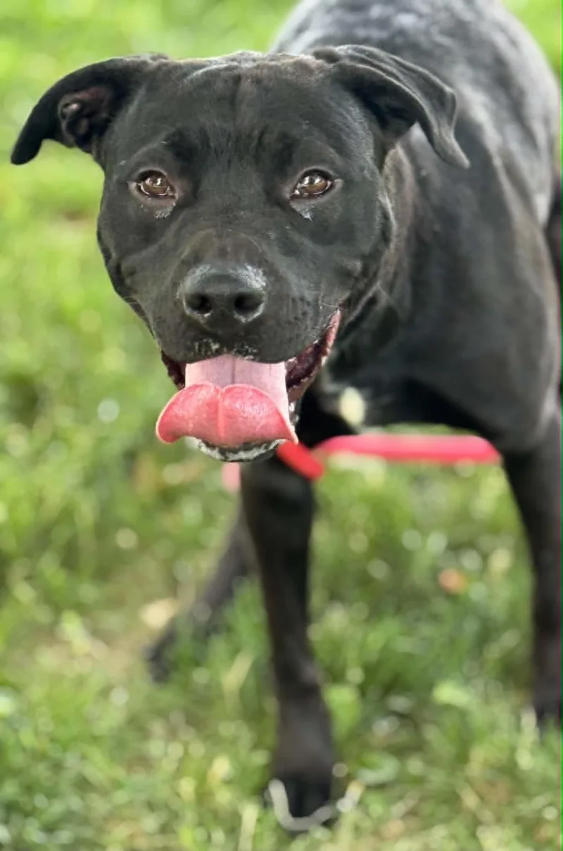 An adult medium-sized male Black Labrador Retriever dog named Link for adoption in Springfield, IL
