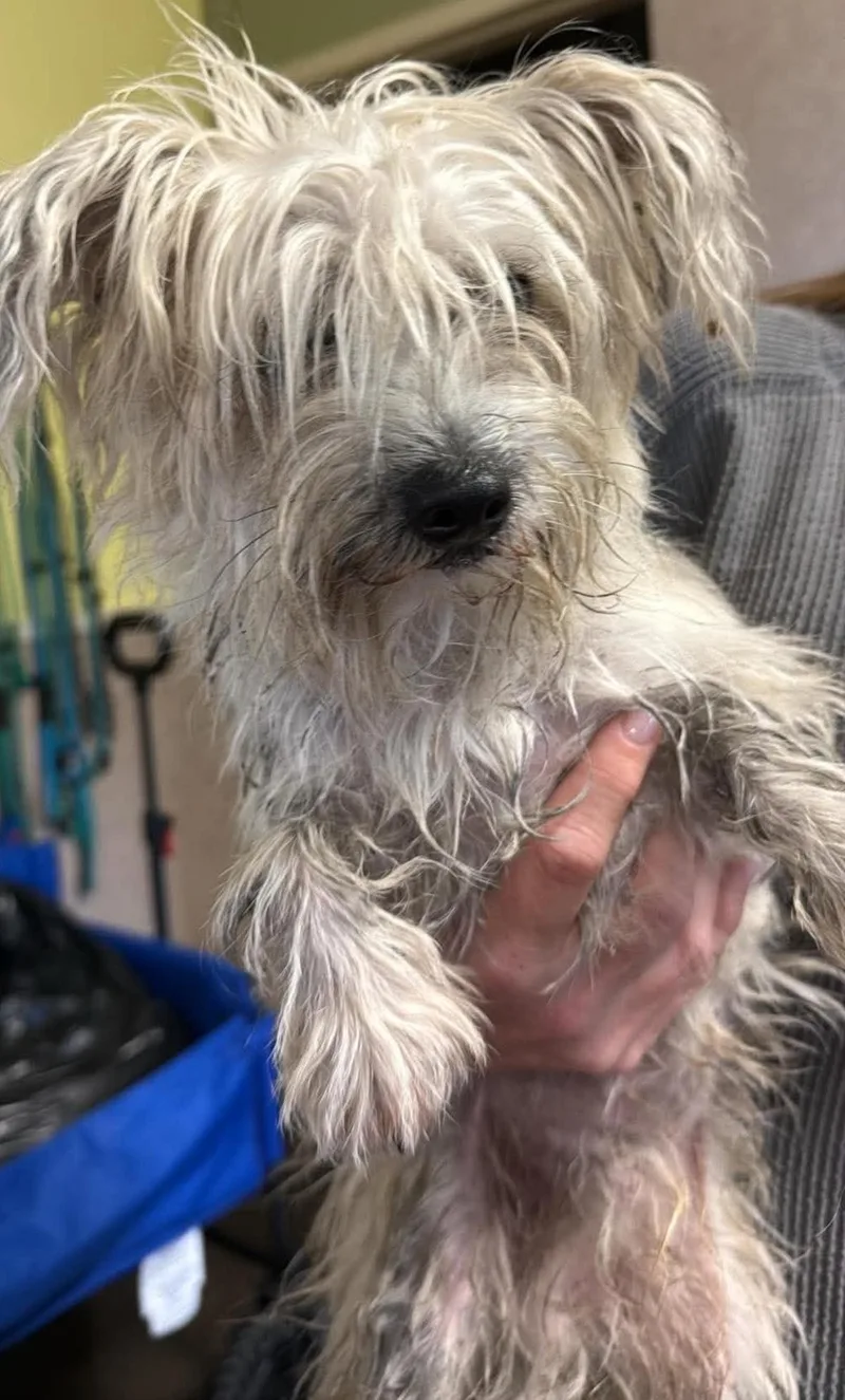 An adult medium-sized male Yorkshire Terrier dog named Found stray: Alex for adoption in Rockwall, TX