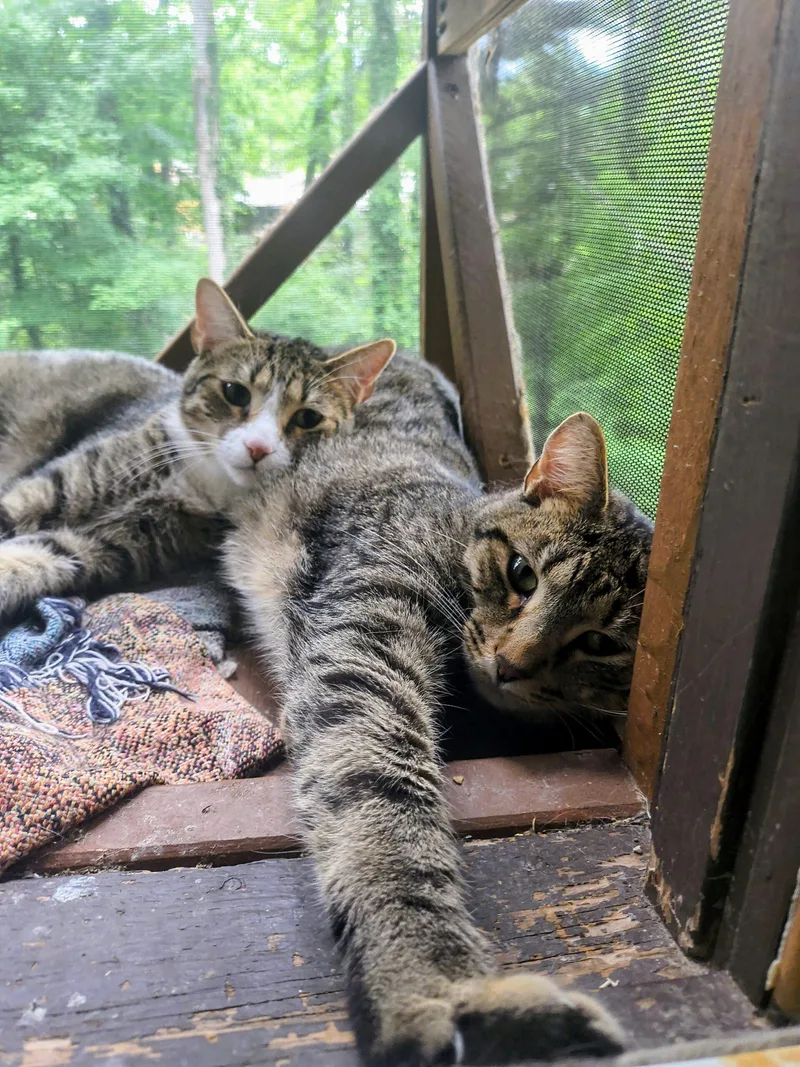 A baby medium-sized male Tabby (Brown / Chocolate) Domestic Short Hair cat named Jack for adoption in Newton, NC
