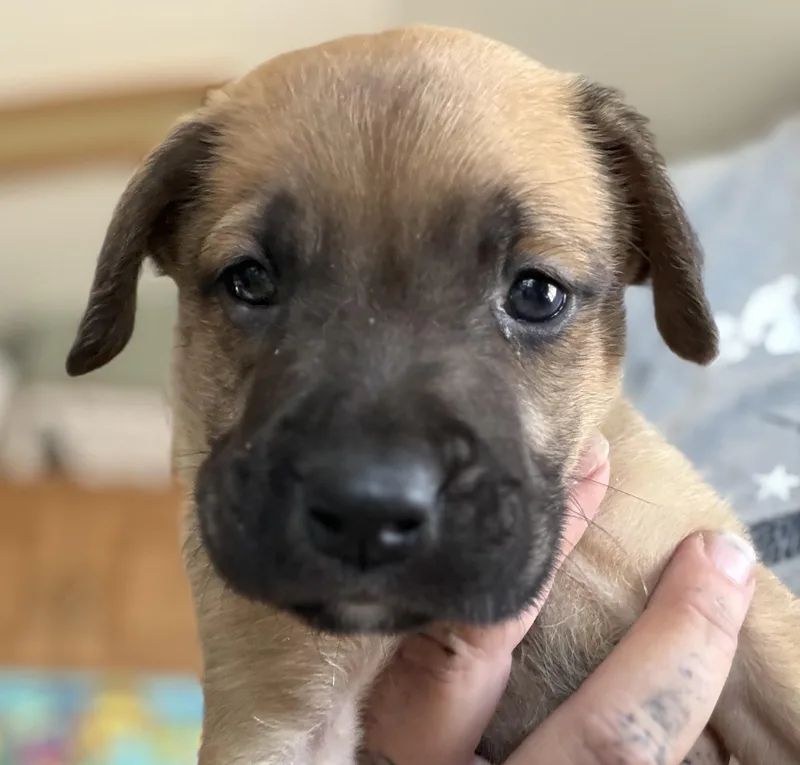 A baby small-sized female Tricolor (Brown, Black, & White) Boxer dog named Canelita for adoption in Deming, NM