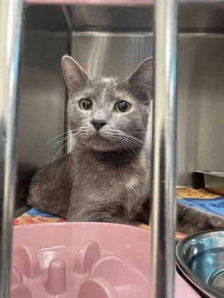 An adult medium-sized female Domestic Short Hair cat named Heidi for adoption in Madison, NJ