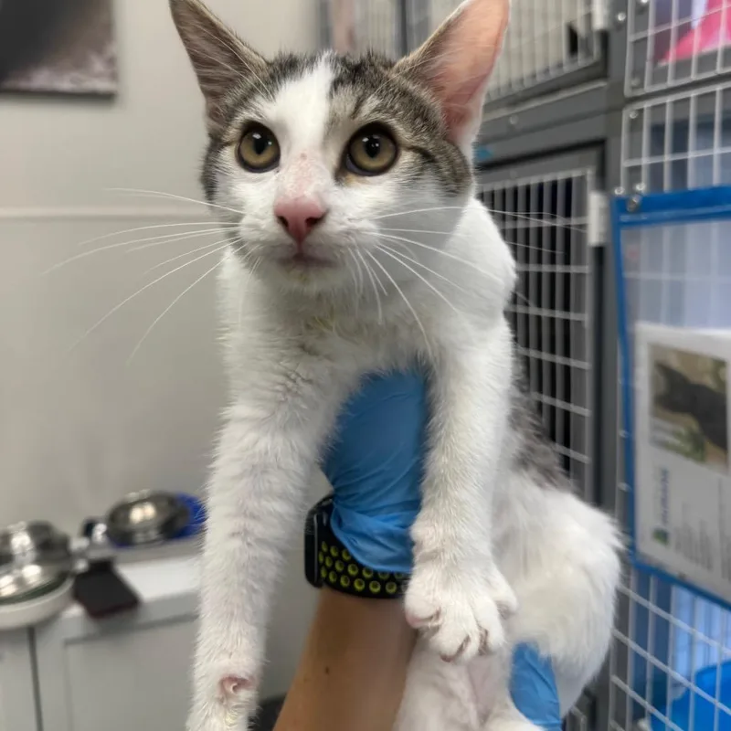 A baby small-sized male Brown / Chocolate Domestic Long Hair cat named Glen for adoption in Columbiana, AL