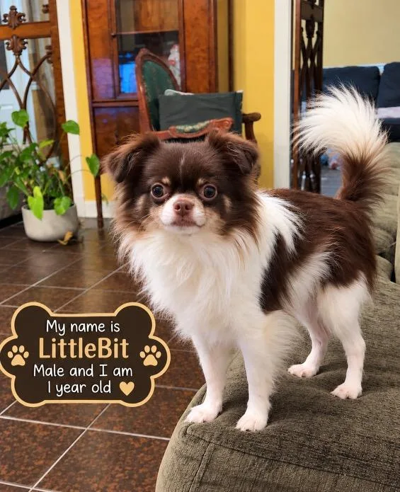 Little Bit