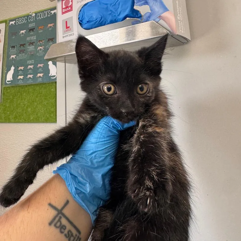 A baby small-sized female Black Domestic Short Hair cat named Mckinley for adoption in Columbiana, AL