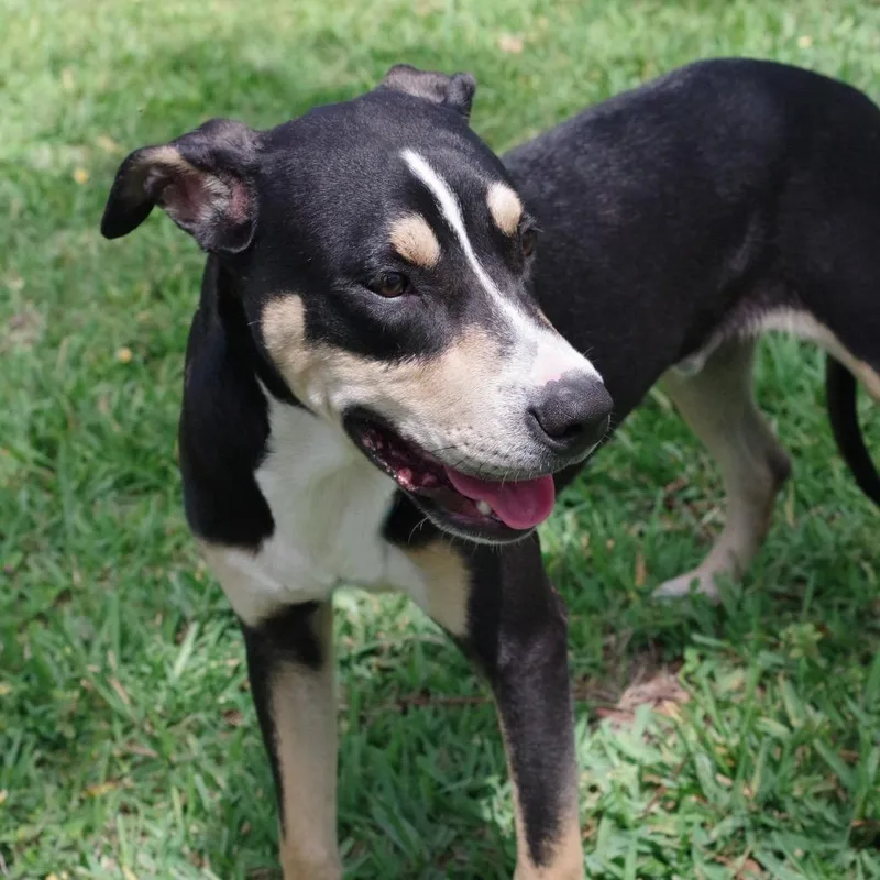 A young medium-sized male Black Terrier dog named Puppy Chip for adoption in Miami, FL