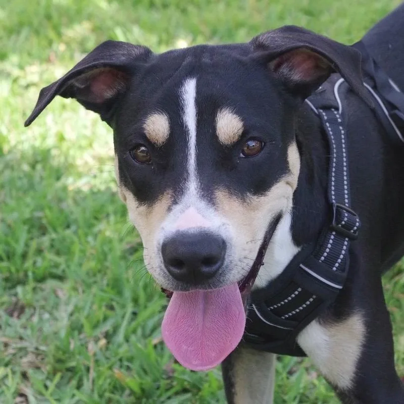 Puppy Chip thumbnail 3