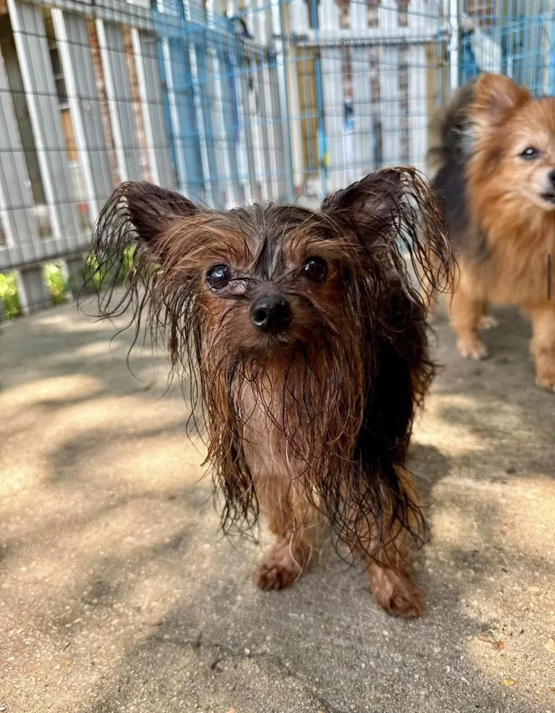 A senior small-sized female Yorkshire Terrier dog named Meme & Milly for adoption in Baton Rouge, LA