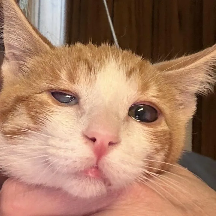 A baby small-sized male Orange / Red Domestic Short Hair cat named Corncob Carter for adoption in Eagle Mountain, UT