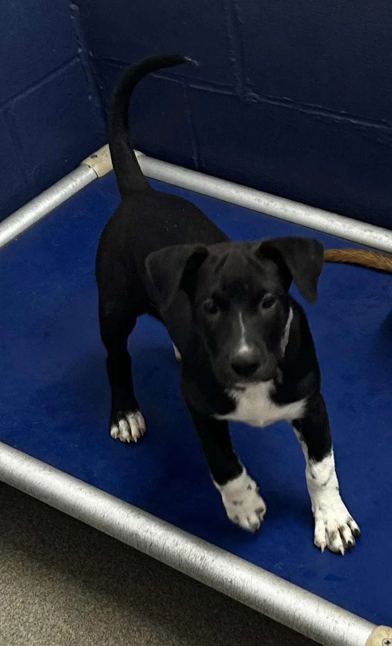 A young medium-sized female Terrier dog named Zuri Weeks for adoption in Sterling, MA