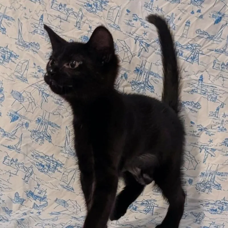 A baby small-sized female Gray / Blue / Silver Domestic Short Hair cat named Marceline for adoption in Lutz, FL