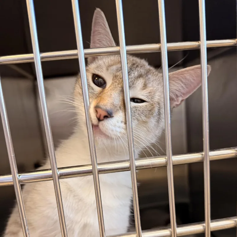 An adult medium-sized male White Domestic Short Hair cat named Guinness for adoption in Gloucester, VA