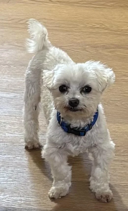 An adult small-sized male White / Cream Maltese dog named Clifford for adoption in Columbus, OH