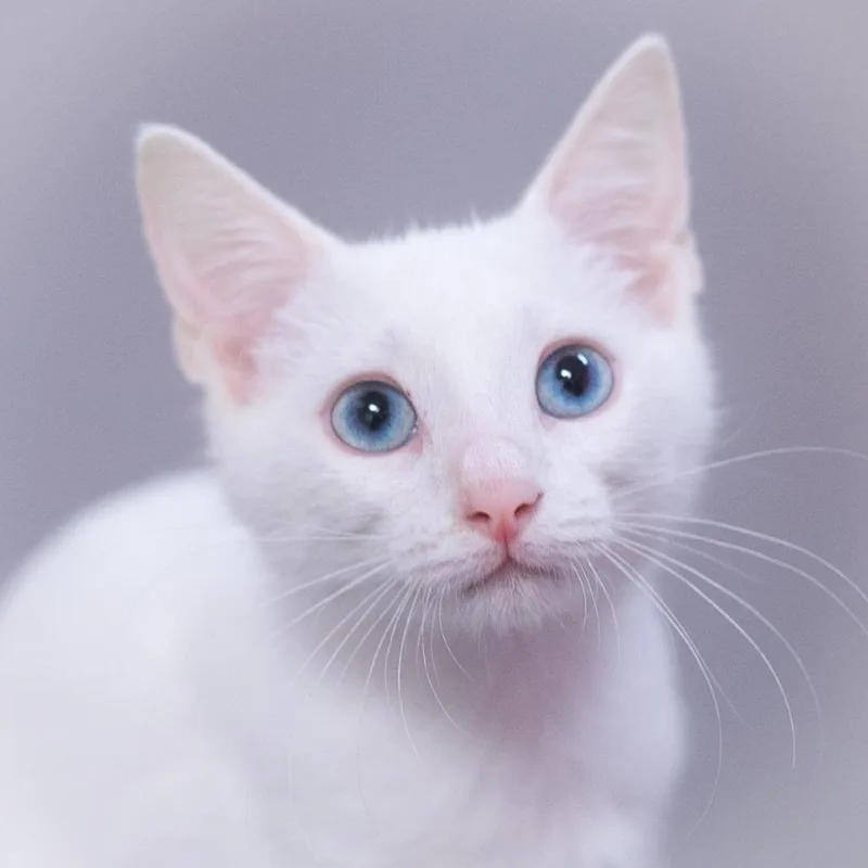 Casper