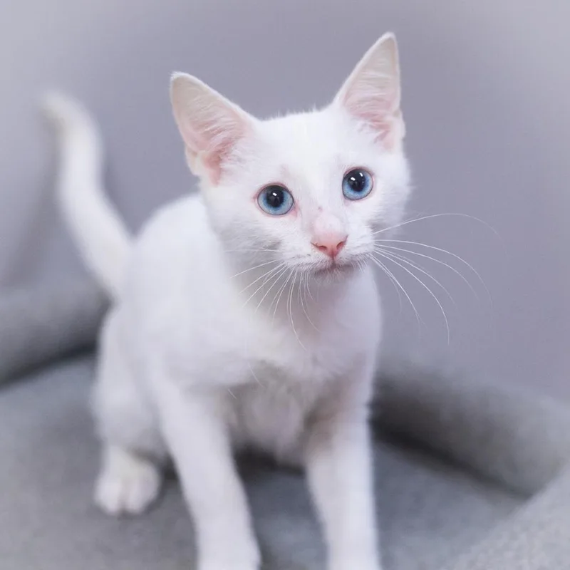 Casper thumbnail 2