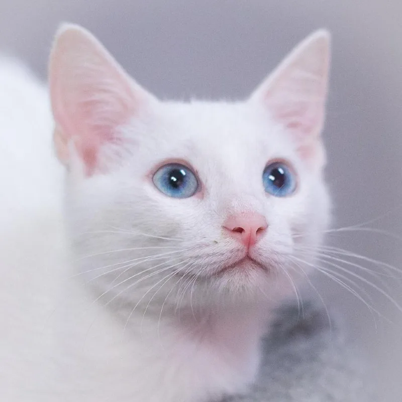 Casper thumbnail 3