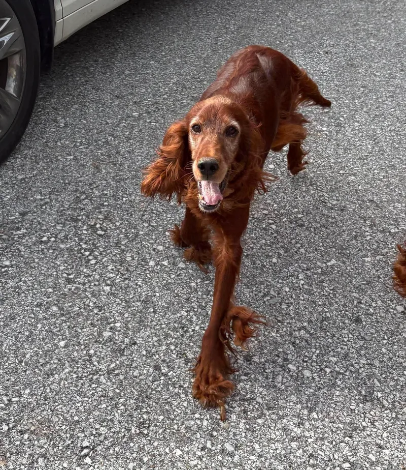 An adult large-sized female Irish Setter dog named Pumpkin for adoption in Havertown, PA