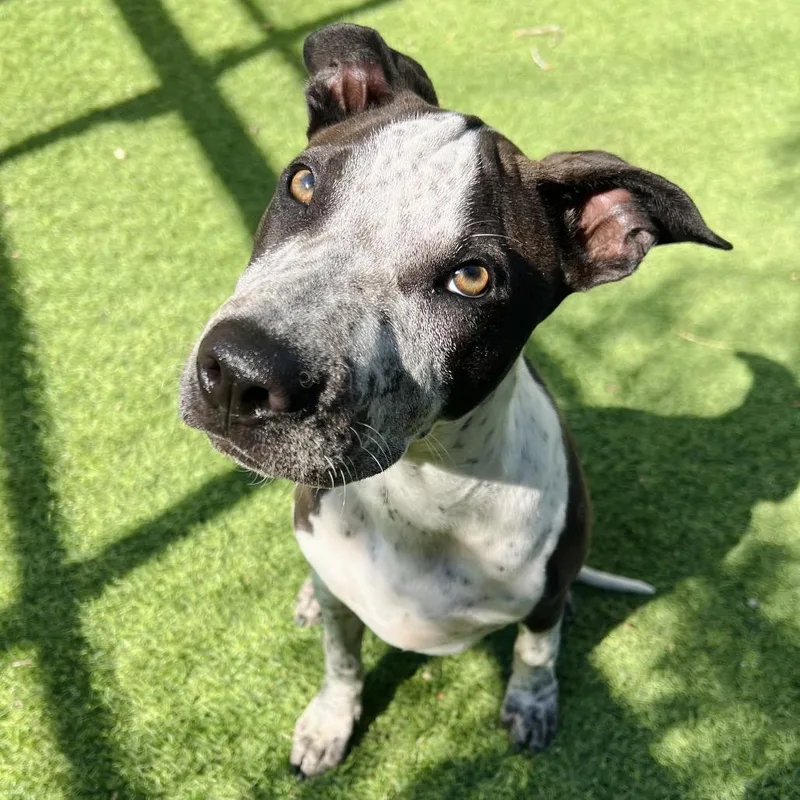 A baby small-sized male Black Pit Bull Terrier dog named Cypress for adoption in Ojai, CA