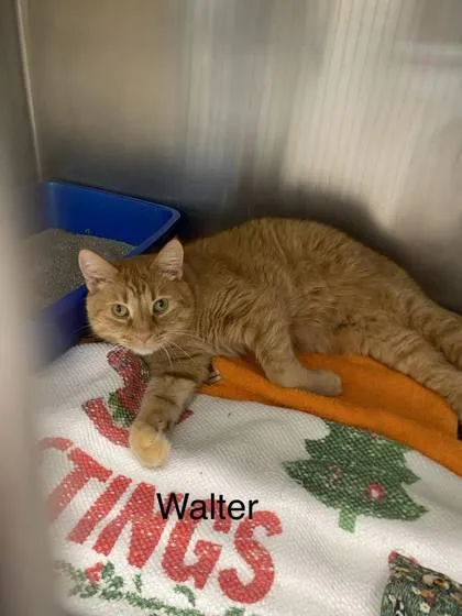 A young medium-sized male Domestic Short Hair cat named Walter for adoption in Hobart, IN
