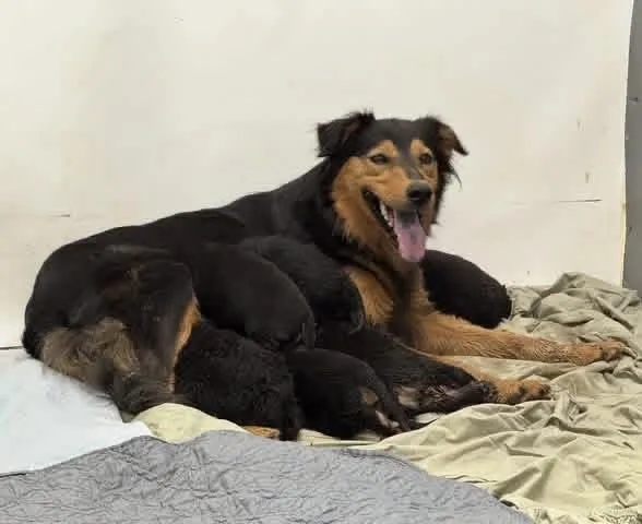 A baby small-sized male Australian Shepherd dog named Friar for adoption in Knoxville, TN