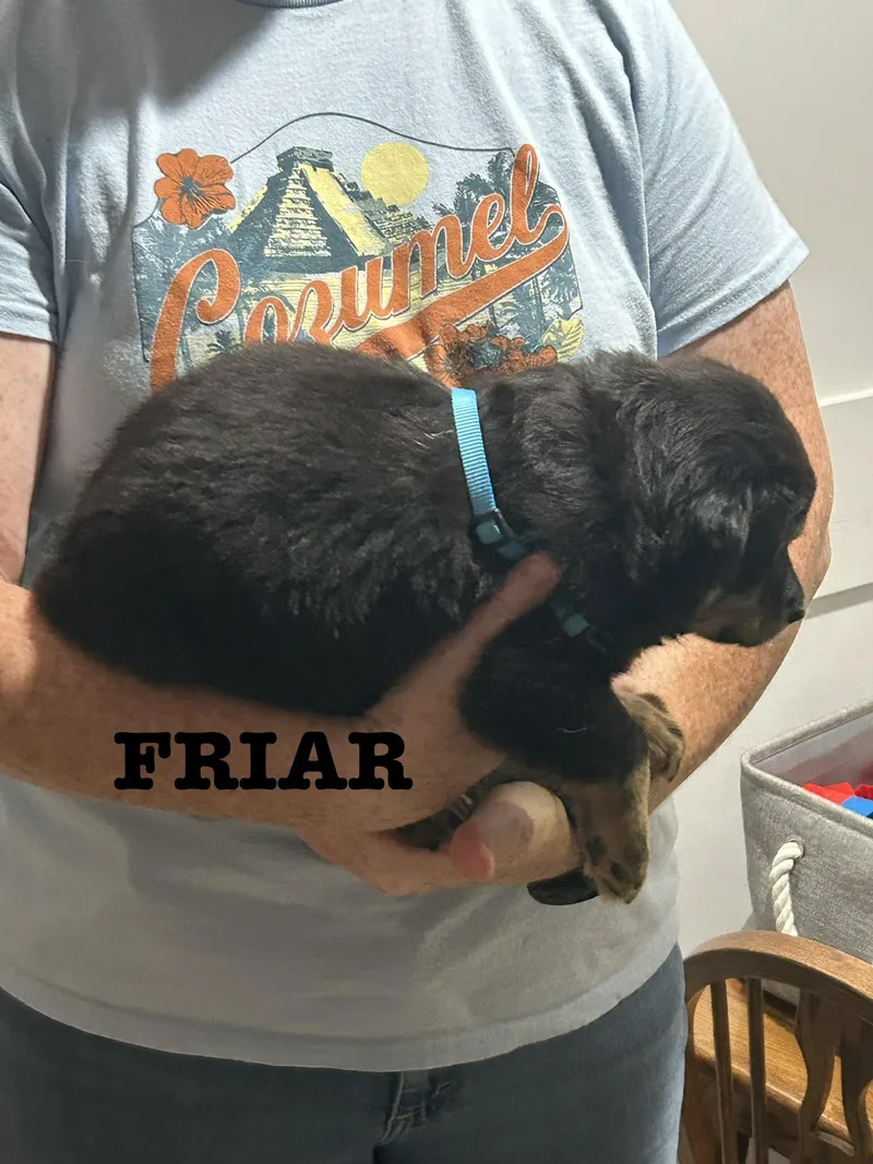 Friar thumbnail 2